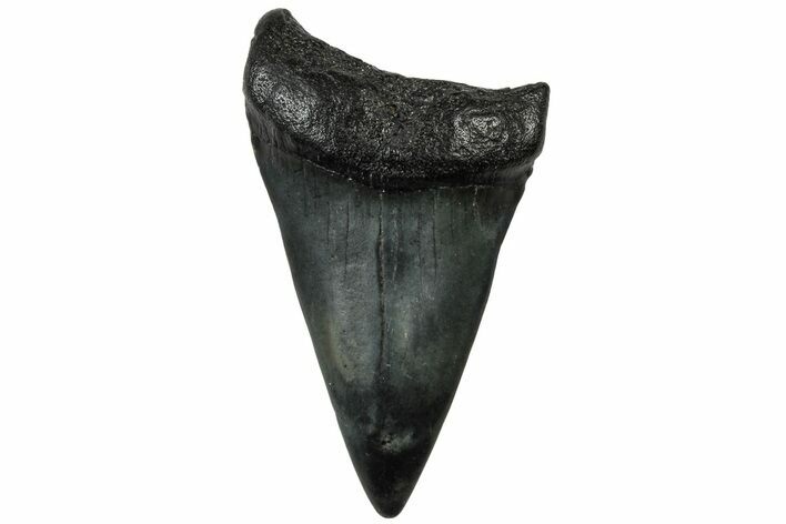 Fossil Broad-Toothed Mako Tooth - South Carolina #310505